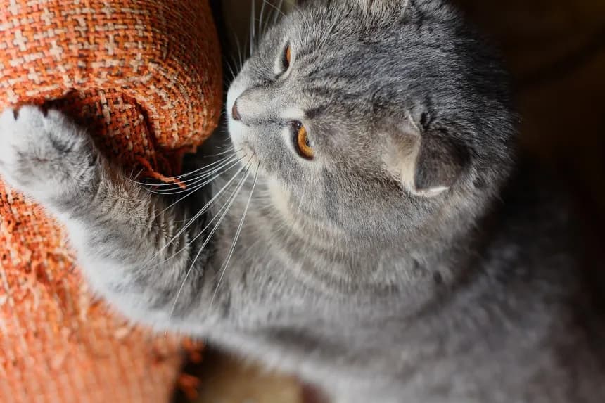 Jak koty znaczą teren i co to oznacza dla ich zachowań?