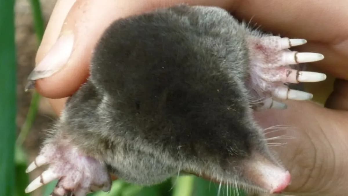 Skuteczne sposoby na pozbycie się kretów z działki bez bólu